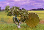 Birke mit zwei Stämmen ab Boden und Ableger; Höhe ca. xx cm